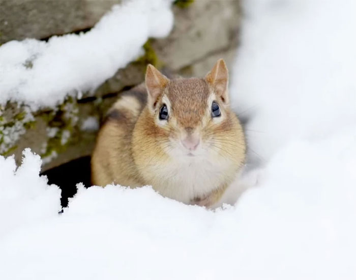 Picture 2 of Unique techniques help animals 'survive' through winter