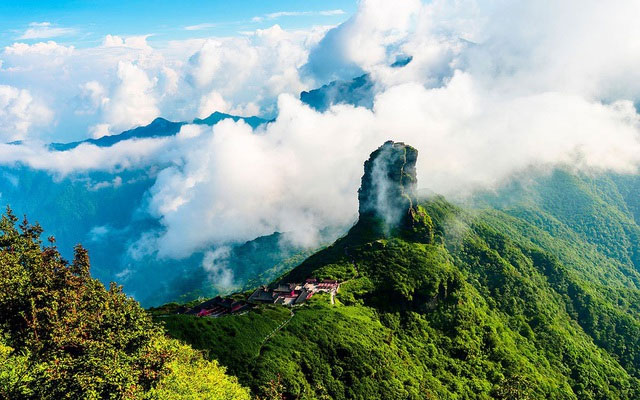 Unique thousand-year-old tree species in Vietnam: Only 60 trees left, finished product price 680 million VND/kg! Picture 1