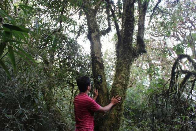 Unique thousand-year-old tree species in Vietnam: Only 60 trees left, finished product price 680 million VND/kg! Picture 3
