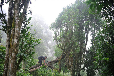Unique thousand-year-old tree species in Vietnam: Only 60 trees left, finished product price 680 million VND/kg! Picture 6