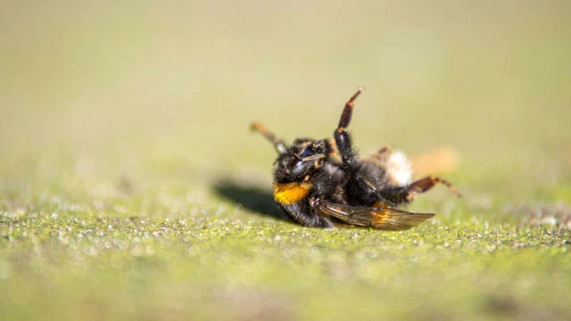 Picture 1 of Unsolved phenomenon: A swarm of bees that were flying suddenly fell to the ground when the power went out