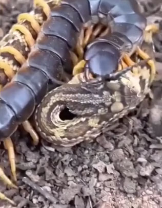 Unsuccessful attack on prey, venomous snake surrenders to giant centipede Picture 1