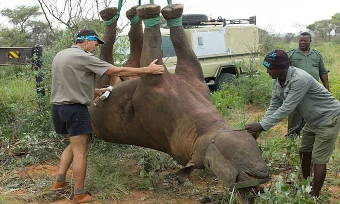 Picture 1 of Upside-down rhinoceros research wins Ig Nobel Prize 2021