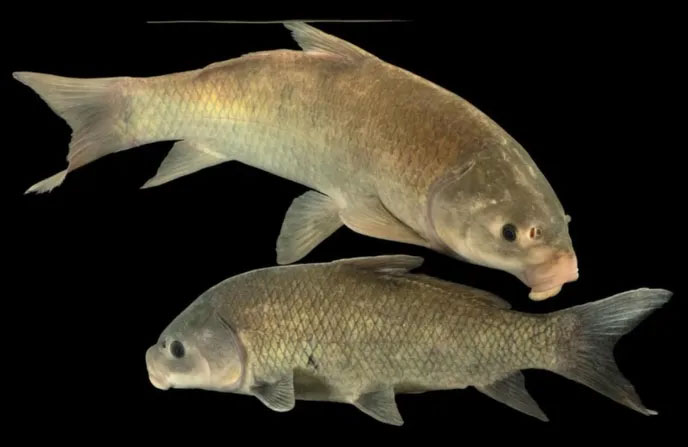 Picture 2 of US Desert Lake Contains Buffalo Fish Over 100 Years Old