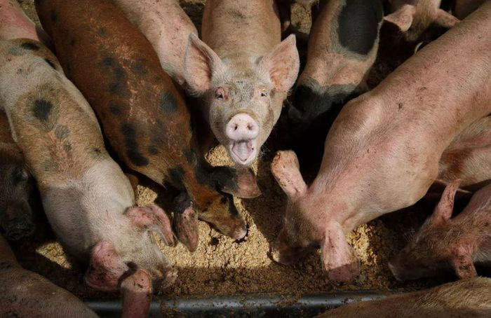 Picture 1 of US ecosystem threatened by intelligent 'super pig' breed