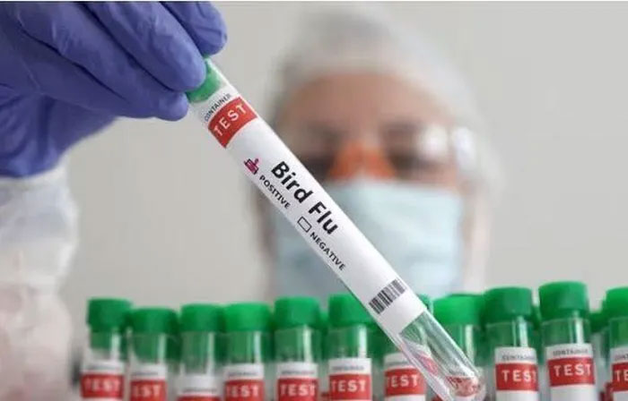 Picture 1 of US records case of bird flu not transmitted through animals