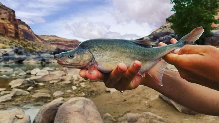 US spends millions of dollars to save endangered ancient fish species Picture 1
