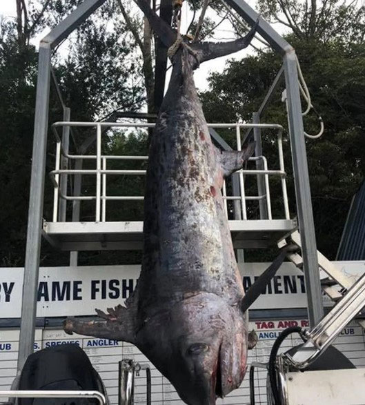 Picture 1 of Using 60kg bait, the group of fishermen caught a giant fish weighing up to 436.2kg