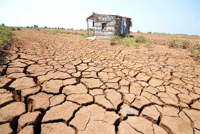 Picture 2 of Using straw turns saline soil into fertile agricultural land