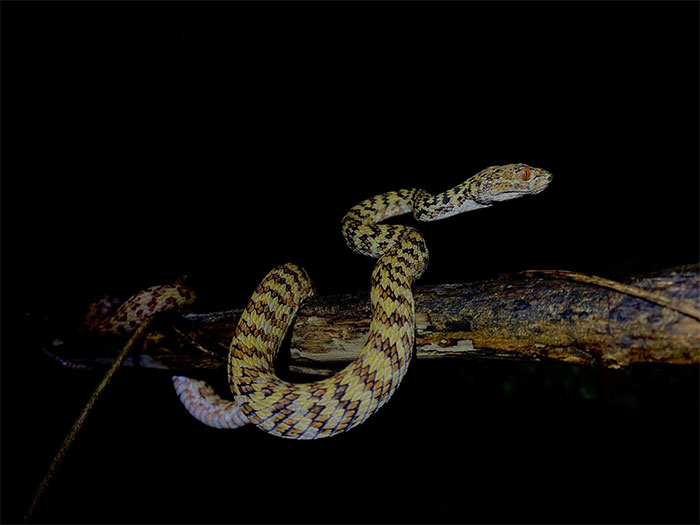 Picture 2 of Venomous snake found only on a small island in Vietnam