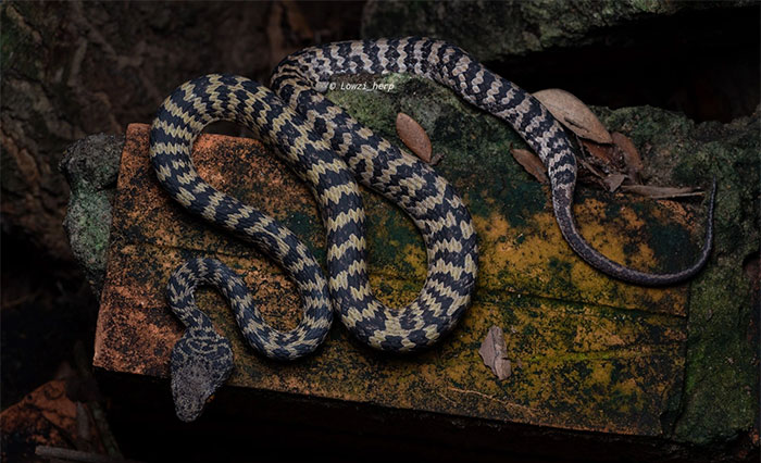 Picture 3 of Venomous snake found only on a small island in Vietnam
