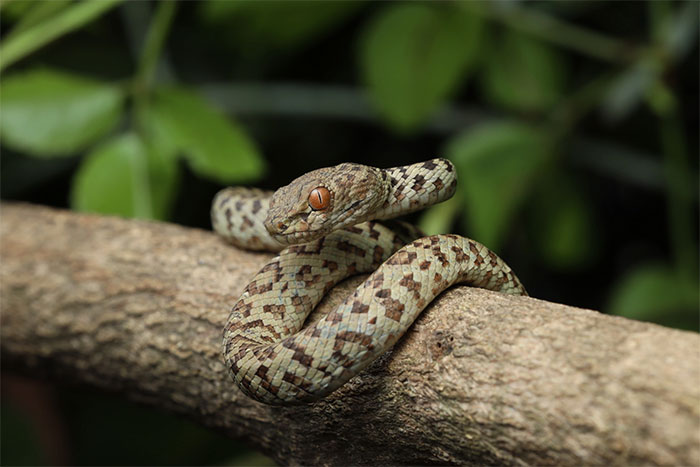Picture 4 of Venomous snake found only on a small island in Vietnam