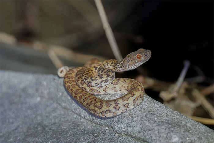 Picture 5 of Venomous snake found only on a small island in Vietnam