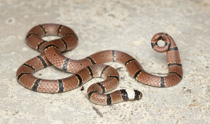 Picture 4 of Venomous snake species in Vietnam stands out with its 'white mourning head'