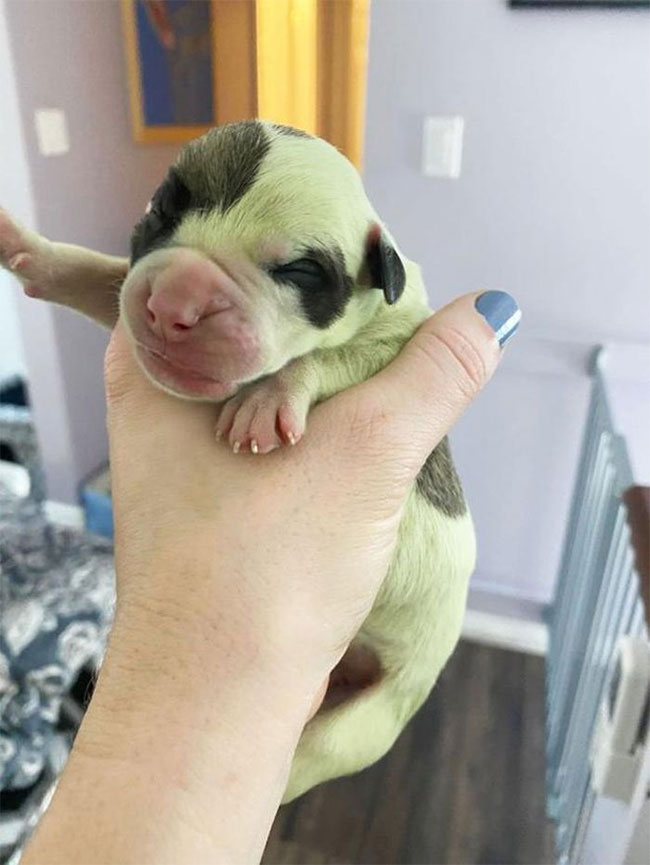 Very rare blue-haired puppies, only 10,000 are available for 1 Picture 1