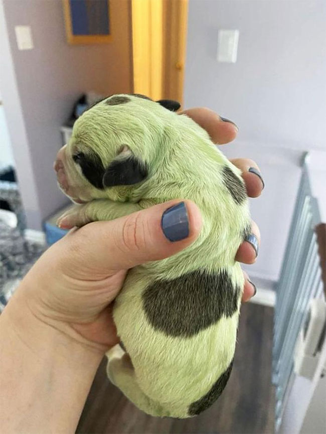 Very rare blue-haired puppies, only 10,000 are available for 1 Picture 2