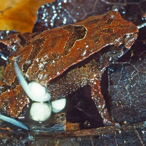 Very strange frog species: Just discovered, it's about to become extinct