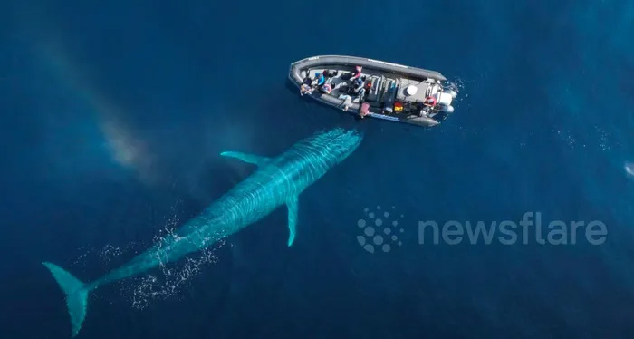 Picture 1 of Video: A giant blue whale nearly 30 meters long approaches a tourist's boat