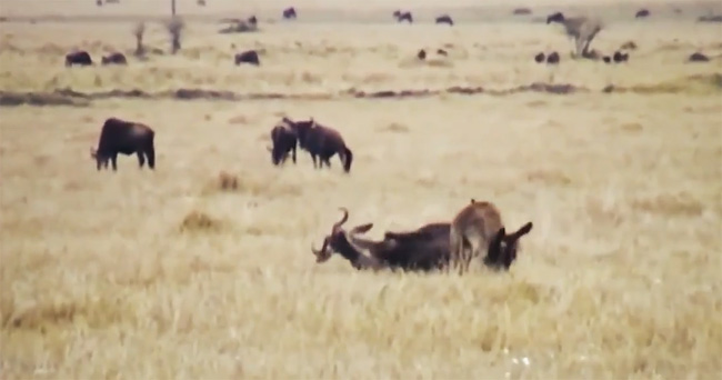 Picture 1 of Video: Antelope is persistently stalked by 'crazy hungry' hyenas, what will be the end?
