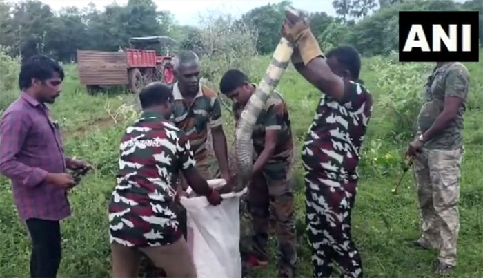 Picture 1 of Video: Close-up of catching a giant cobra 4.6m long