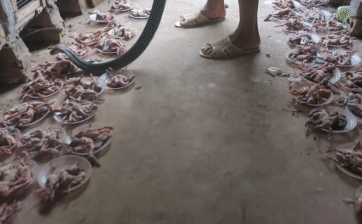 Video: Close-up of the farm's elaborate, majestic 'buffet' with about 1,500 cobras Picture 1