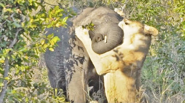 Picture 1 of Video: Dare to attack forest elephants, lions receive a painful ending