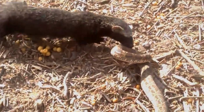 Picture 1 of Video: Extremely venomous viper attacked - Who is so 'big'?