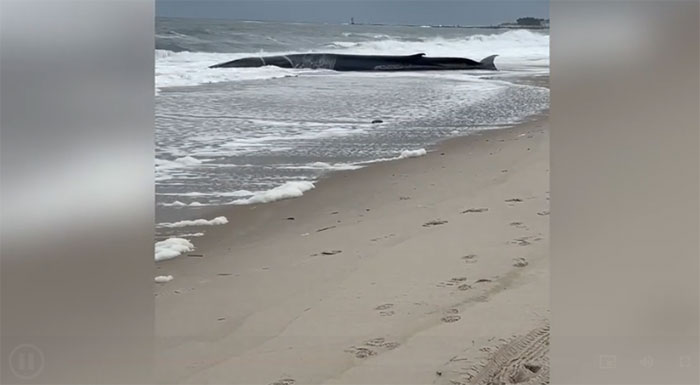Picture 1 of Video: Giant whale more than 15 meters long stranded on the beach
