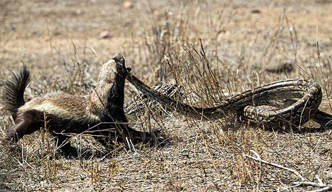 Picture 1 of Video: Honey badger and the times 'against the world'