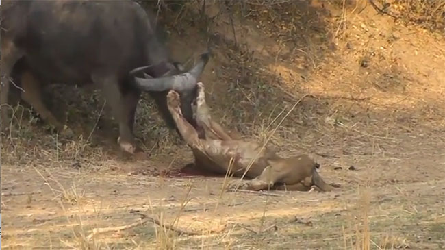 Picture 1 of Video: Horrifying moment lion is gored to death by buffalo