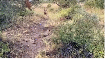 Picture 1 of Video: Leopard flies into the air to catch antelope and the ending
