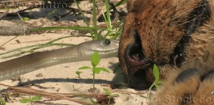 Video: Lion died tragically due to being bitten by a poisonous snake