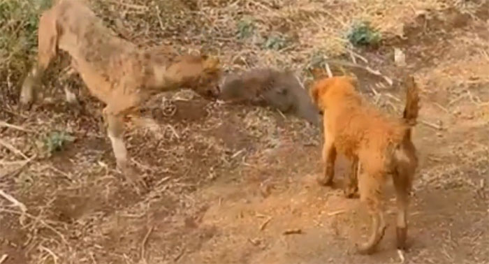 Picture 1 of Video: Mongoose vs fierce dogs, which one will win this fight?