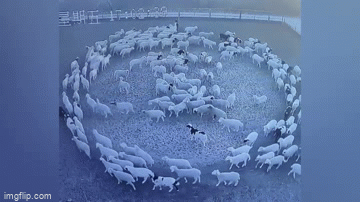Picture 1 of Video: Mystery of sheep walking in circles continuously for 12 days