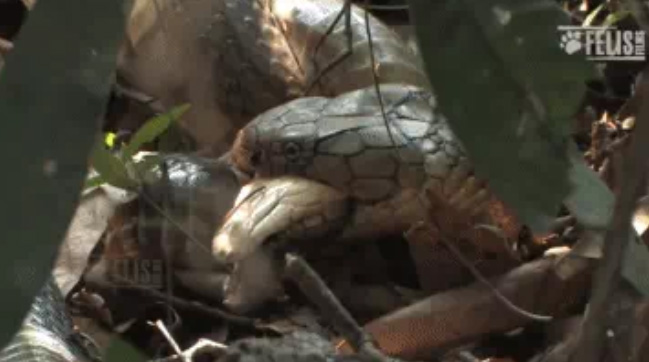 Picture 1 of Video: Noises in the bushes and the scene of a king cobra dying suddenly with a horrified face