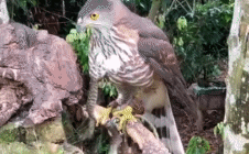 Picture 1 of Video: Snake being held tightly by a hawk still tries to bite back, painfully losing its eyes!