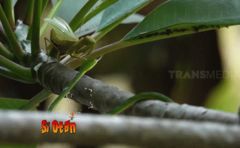 Picture 1 of Video: Subjectively looking down on his small opponent, the whip snake pays with his life