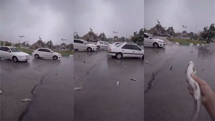 Picture 1 of Video: Unusual 'fish rain' appears in Iran