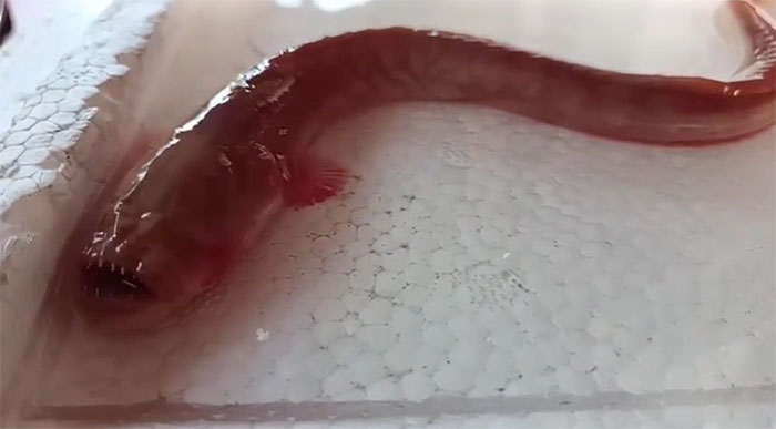 Picture 1 of Video: While fishing, a man caught a fish with a strange shape