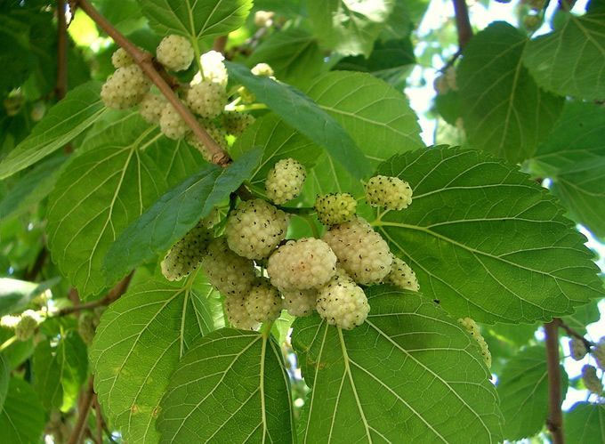Picture 2 of Vietnam has a precious plant rich in vitamin C, which helps control blood sugar and nourish the liver effectively