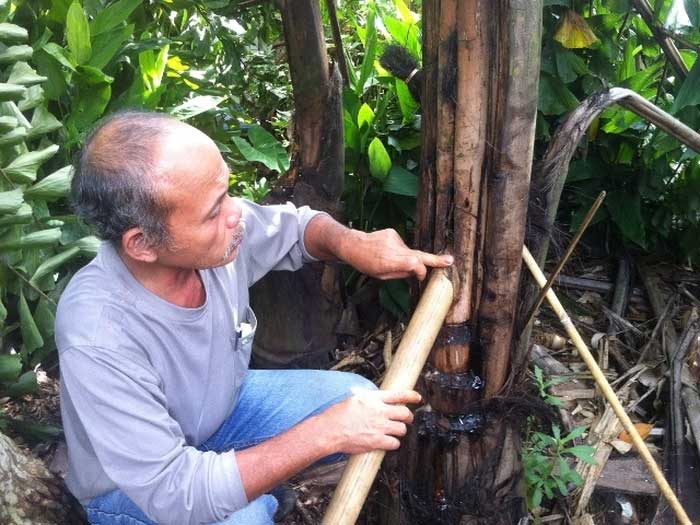 Vietnam has a strange plant that can be drunk directly from the stem, easily addictive Picture 1