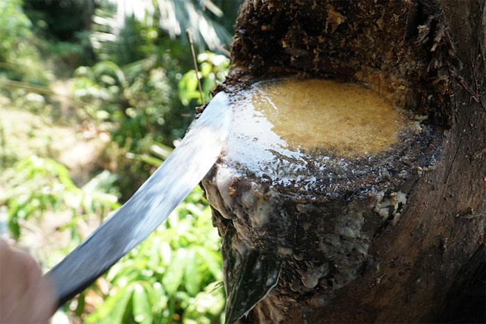 Vietnam has a strange plant that can be drunk directly from the stem, easily addictive Picture 3
