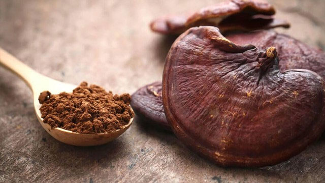 Picture 1 of Vietnam has a type of 'longevity mushroom' that contains more than 400 valuable nutrients