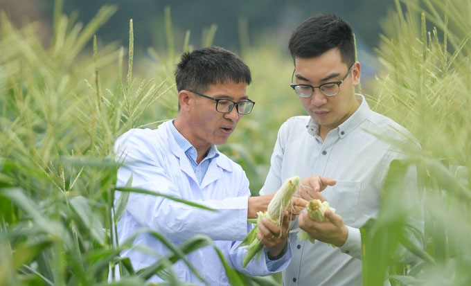 Picture 4 of Vietnam launches sweet fruit corn variety that can be eaten directly without boiling, steaming or baking
