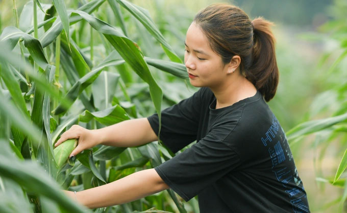 Picture 5 of Vietnam launches sweet fruit corn variety that can be eaten directly without boiling, steaming or baking