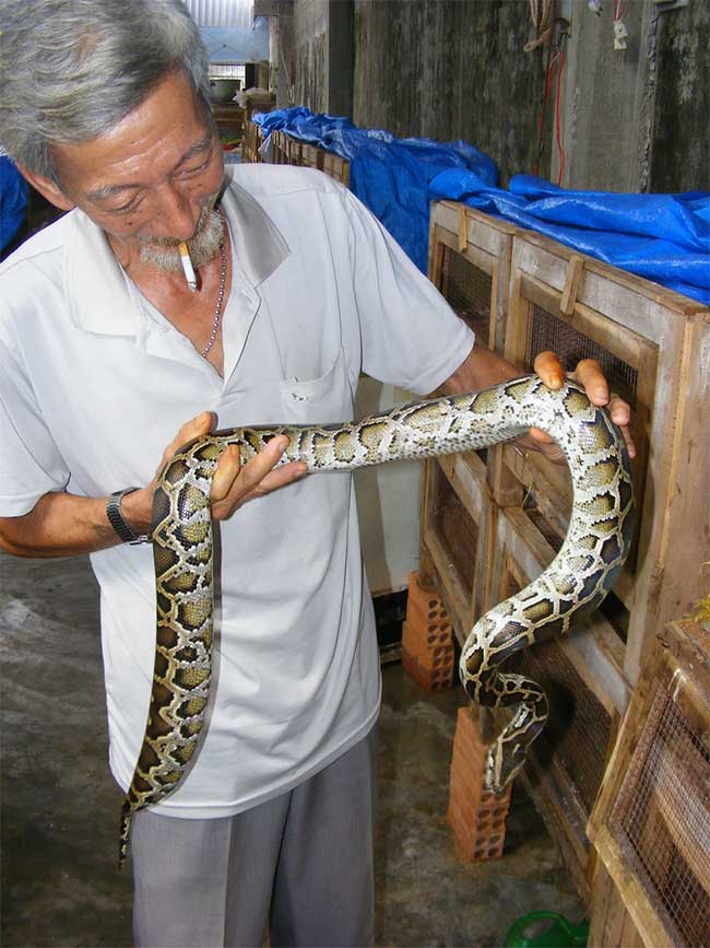 Vietnamese Are Eating a Meat That Scientists Think the World Should Learn From Picture 1