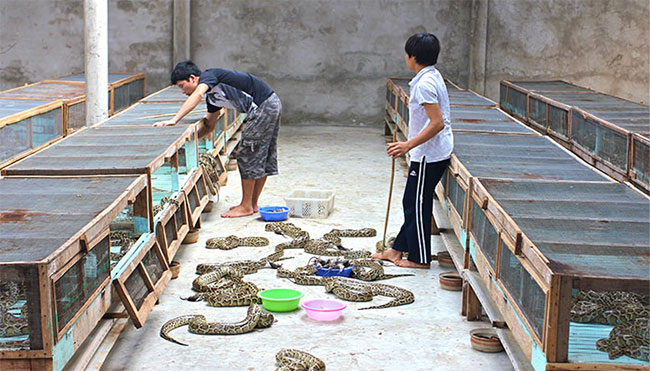 Vietnamese Are Eating a Meat That Scientists Think the World Should Learn From Picture 4
