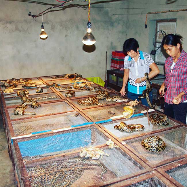 Vietnamese Are Eating a Meat That Scientists Think the World Should Learn From Picture 6