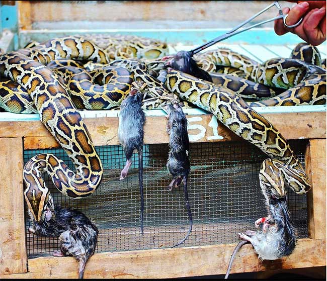 Vietnamese Are Eating a Meat That Scientists Think the World Should Learn From Picture 7