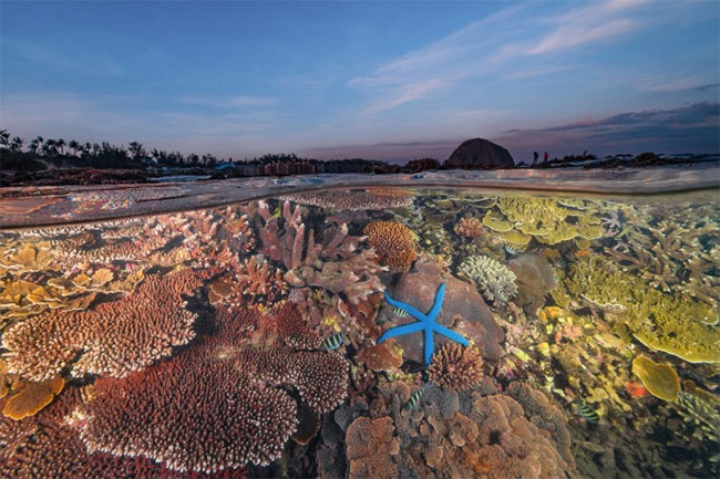Vietnamese author wins international ocean photo award Picture 1